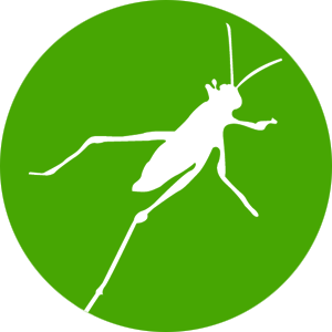 Grasshopper